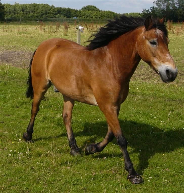 Exmoor Asterix ;(Aflivet) - fri endelig fri.....gutter jeg kommer:) billede 12