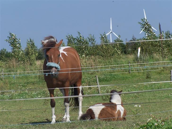 Anden særlig race Brego Solgt - Da jeg var baby billede 6