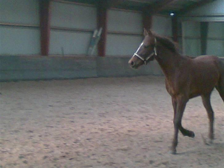 Anden særlig race Ellgaard´s Chelsea*Solgt* - Trav, trav. billede 11