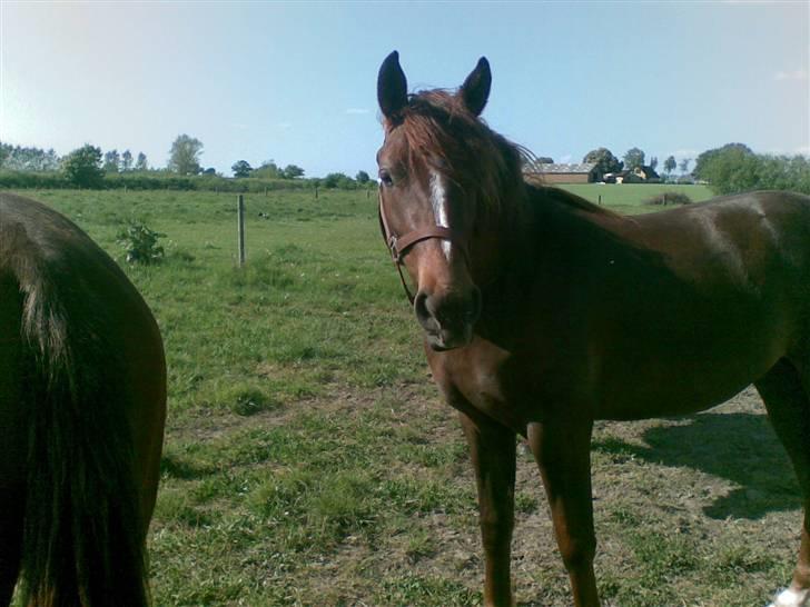 Anden særlig race Ellgaard´s Chelsea*Solgt* - *NYT* uden vinterpels billede 12