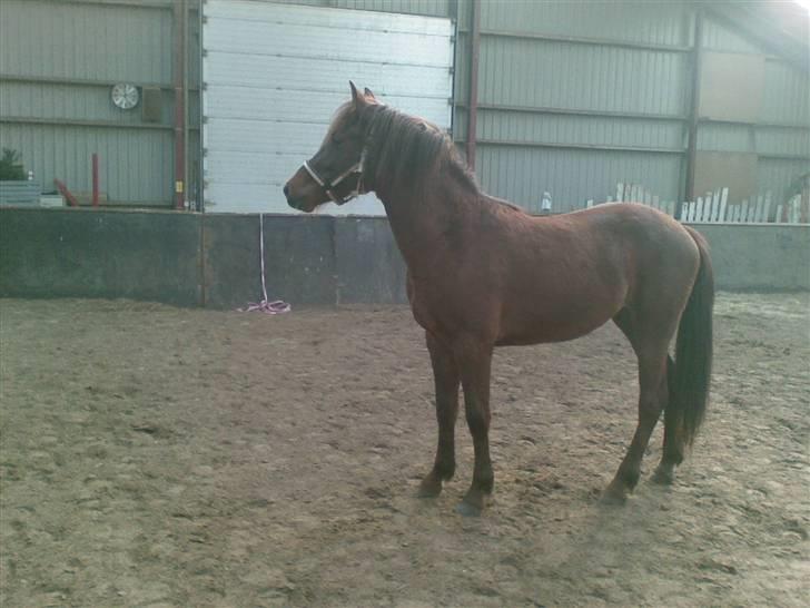 Anden særlig race Ellgaard´s Chelsea*Solgt* - "Jeg kan stå HELT stille" billede 13