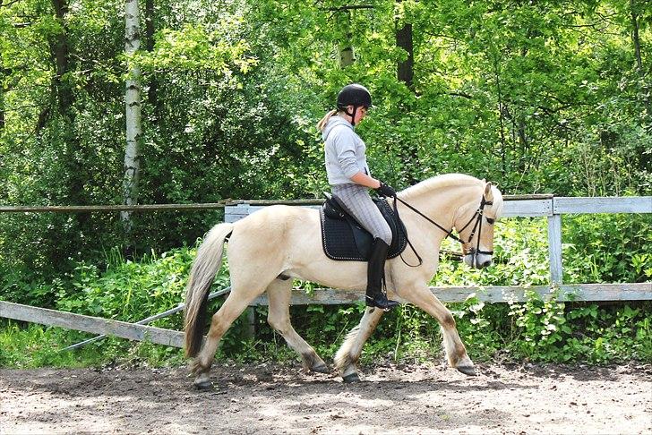 Fjordhest Pepsi Pony | Savnet - Dressur på banen..<3   Fotograf: Melissa billede 14