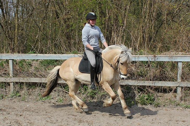 Fjordhest Pepsi Pony | Savnet - Den gule.. Elsker dig pony..<3<3  Fotograf: Melissa billede 15