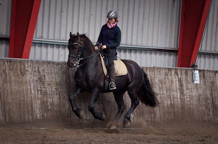 Anden særlig race Mokka Safir - Mokka til salgsshow d. 19 september billede 17