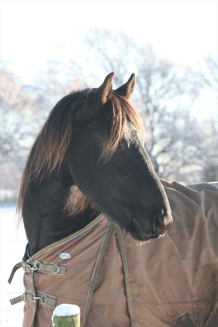 Anden særlig race Mokka Safir - Dejlige hest billede 18