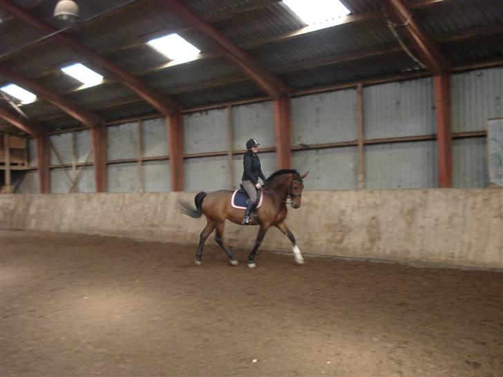 Anden særlig race Daphvemke - Dressur træning :) billede 19