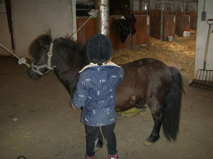 Shetlænder Bluggi - Så skal der strigles =D  billede 11