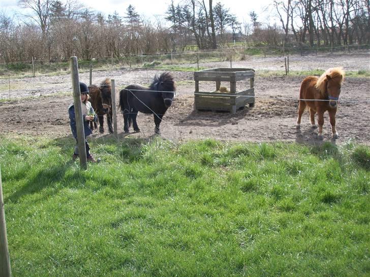 Shetlænder Bluggi - Bluggi på fold med alle hans venner (: billede 12