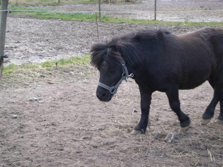 Shetlænder Bluggi billede 13