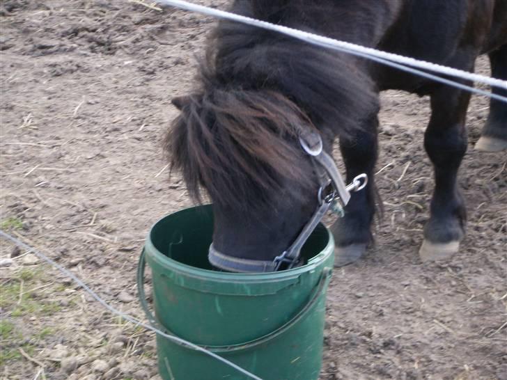 Shetlænder Bluggi billede 14