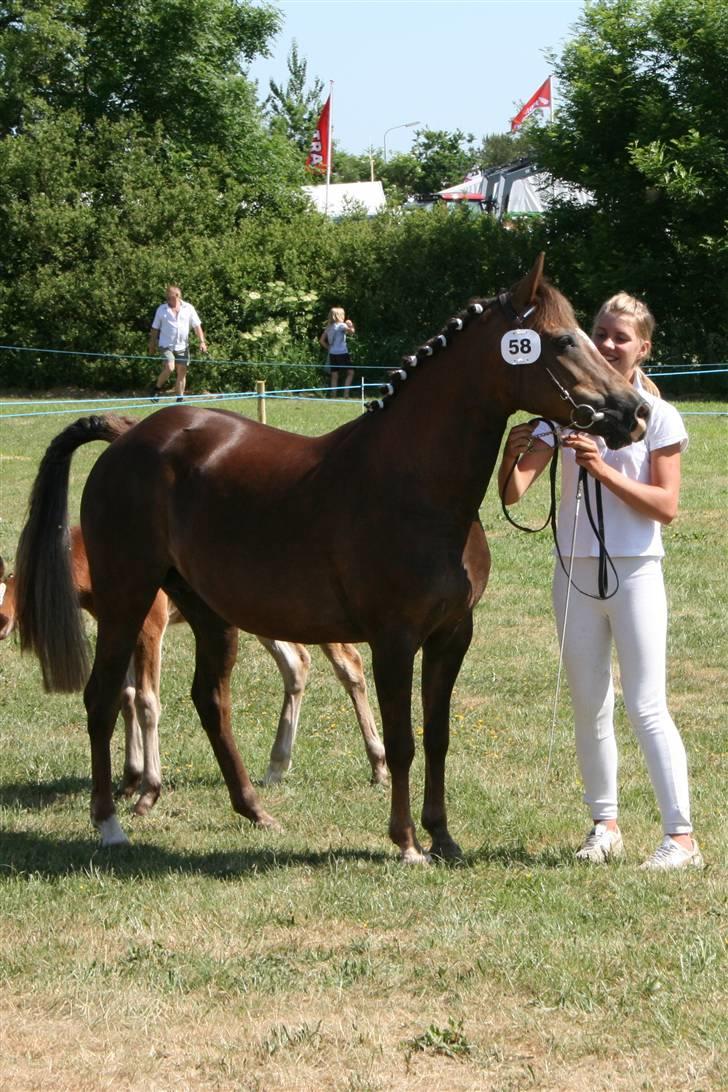 New Forest Sunset - Hurup Dyrskue 2008 <3 - Smukke Sunset.. Foto: Malene  billede 15