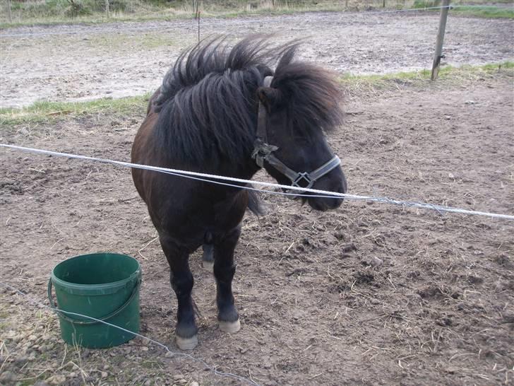 Shetlænder Bluggi billede 15