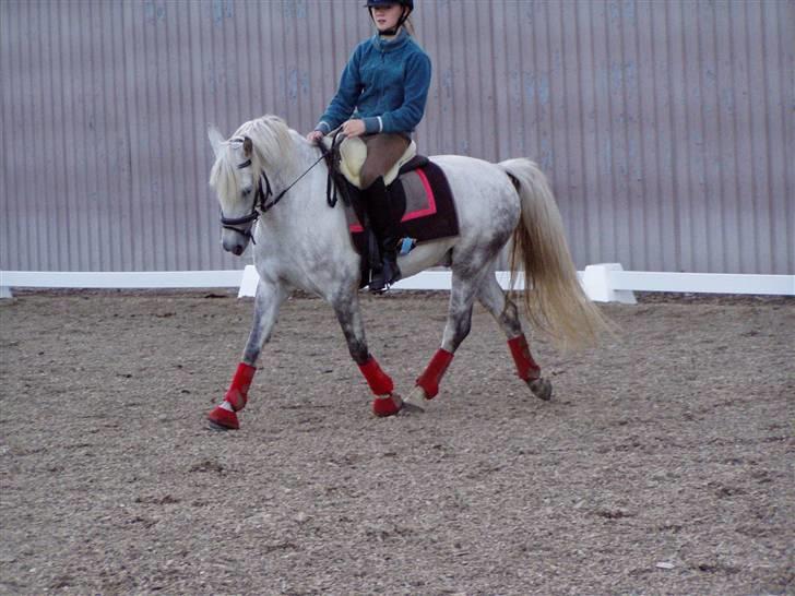 DSP Asgogårds Splint - Træning 21/6-09 Trav :´) billede 10
