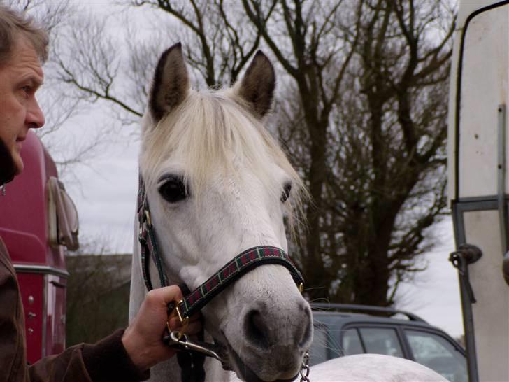 DSP Asgogårds Splint - Stævne.. Lige kommet ud af traileren ;) billede 11