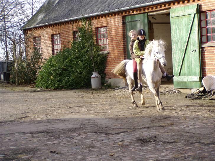 DSP Asgogårds Splint - Haha billede 12