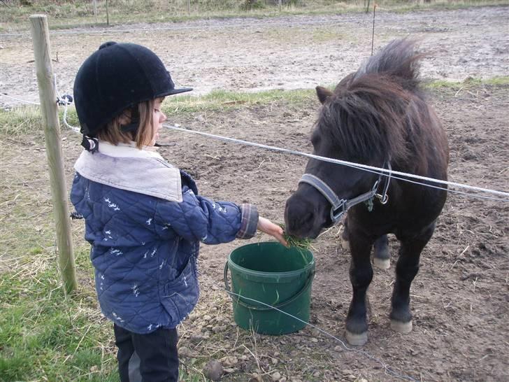 Shetlænder Bluggi billede 16