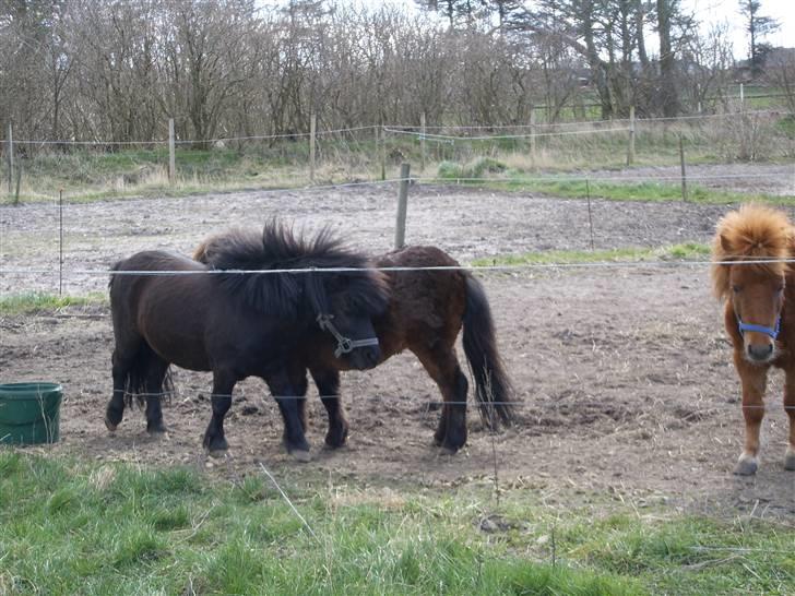 Shetlænder Bluggi billede 17