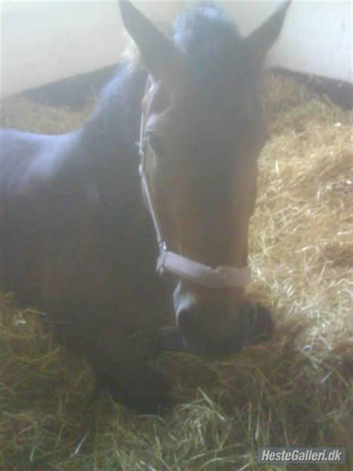 Anden særlig race Victoria - Velkommen til Victoria´s profil :b billede 1