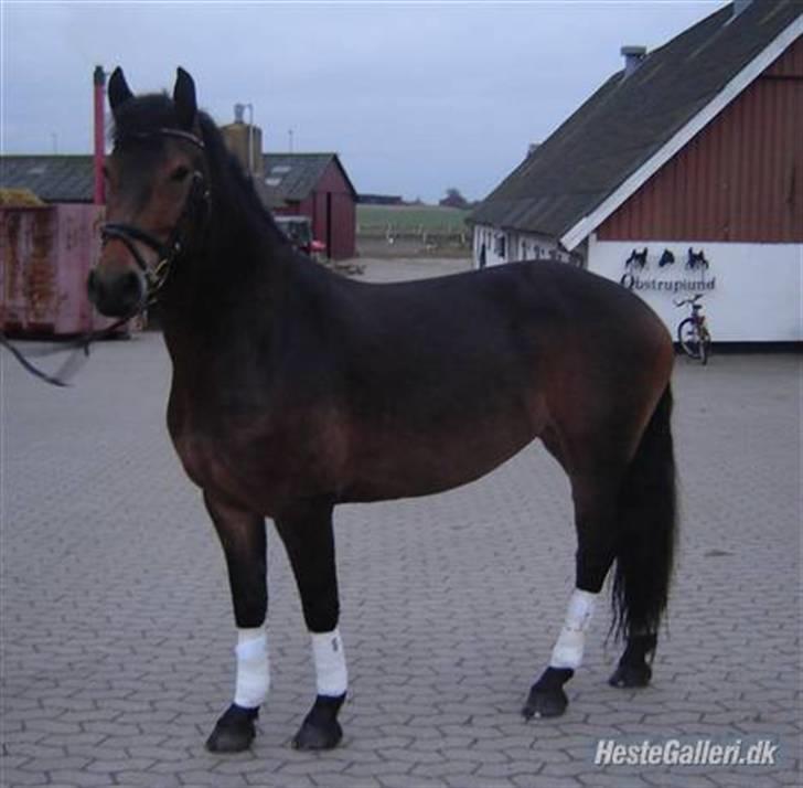 Anden særlig race Victoria - Victoria på Obstruplund <3 billede 2