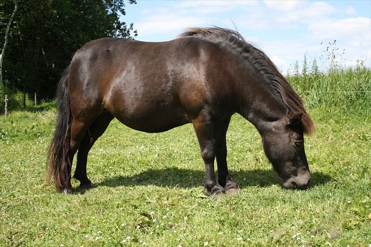 Shetlænder Lise - Foto : Mig / Hanne Viola Pedersen billede 13