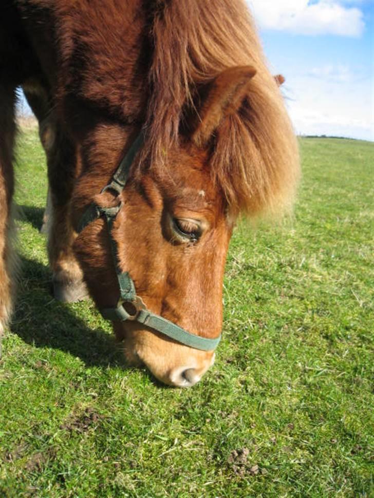 Islænder Sólfari fra Hjermind - Marts 08 billede 8
