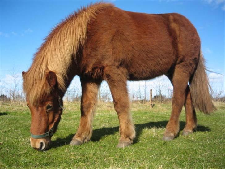 Islænder Sólfari fra Hjermind - Marts 08 billede 9