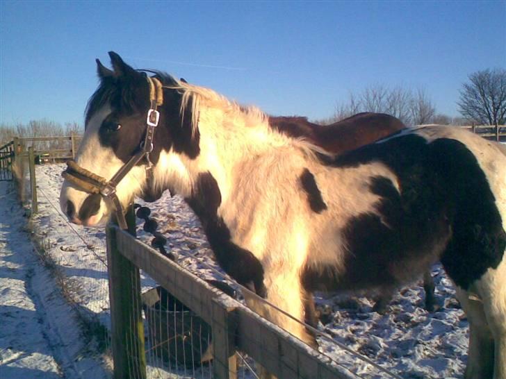 Irish Cob Møllens Mr. O'Sully*SOLGT billede 10