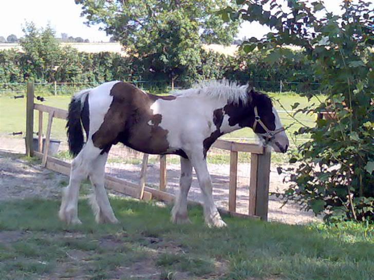 Irish Cob Møllens Mr. O'Sully*SOLGT - haps! haha det må du ik for moar! billede 12