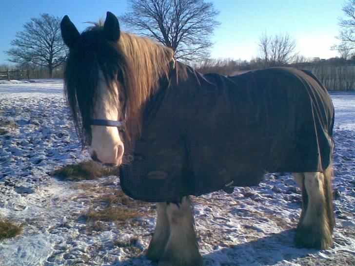 Irish Cob One Eyed Shannon billede 7