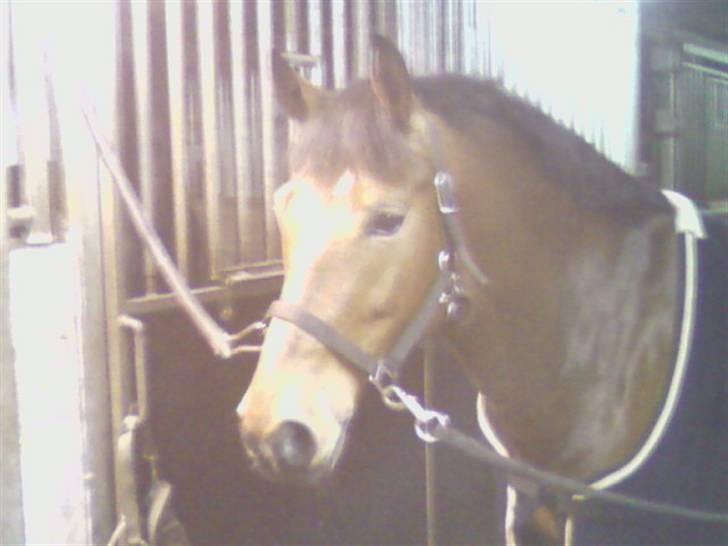 New Forest Egeballes J.R. B-pony - J.R. på staldgangen billede 19