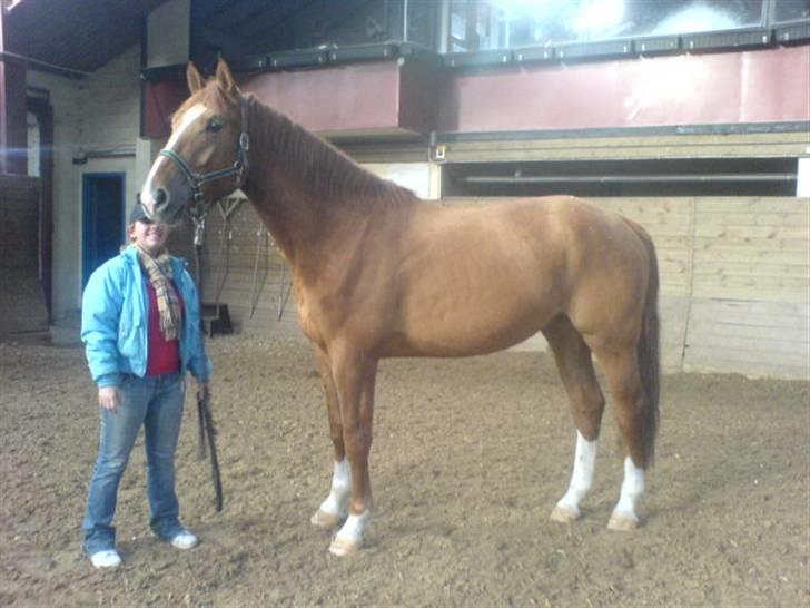 Dansk Varmblod ECLIPS - Marts 2008 :) Store Clipper-dreng :P Sådan ser han så ud liig nu, og det bliver bare bedre og bedre! Hans pels er rigtig lækker! :D billede 16