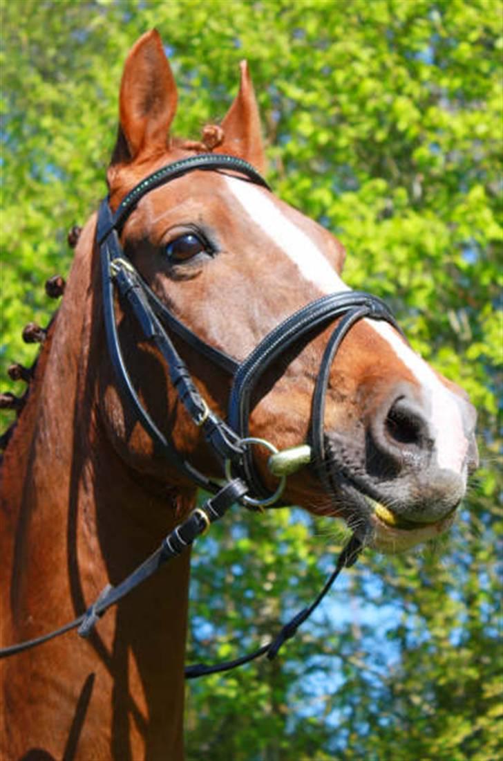 Hollandsk Sportspony Morsø Banks Kashmira SOLGT - Elsker hende!!! <333 Foto Tit billede 1