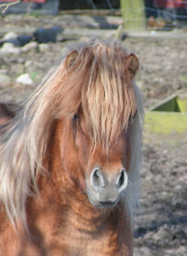 Shetlænder Thorshøjs Menja - 14 dage til foling og lækker! billede 10