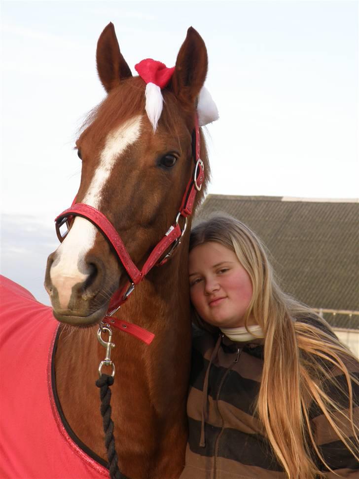 Hollandsk Sportspony Bijou † 2010 † - Os to, og Bijou i Jule tøjet :)  billede 17