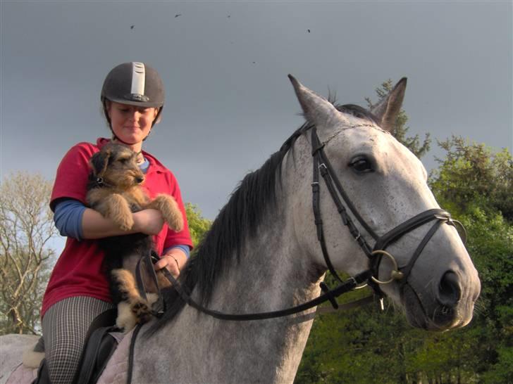 Belgisk varmblod Rapide "P" *r.i.p.* billede 1