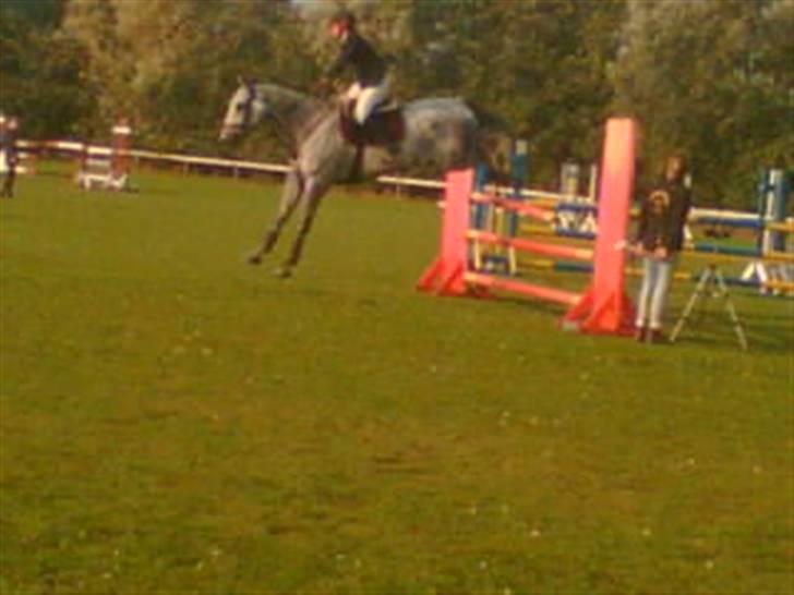 Belgisk varmblod Rapide "P" *r.i.p.* billede 2