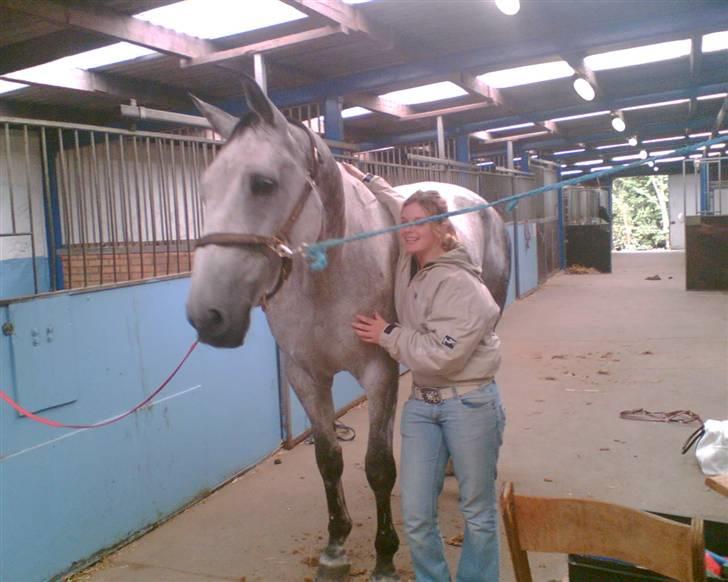 Belgisk varmblod Rapide "P" *r.i.p.* billede 3