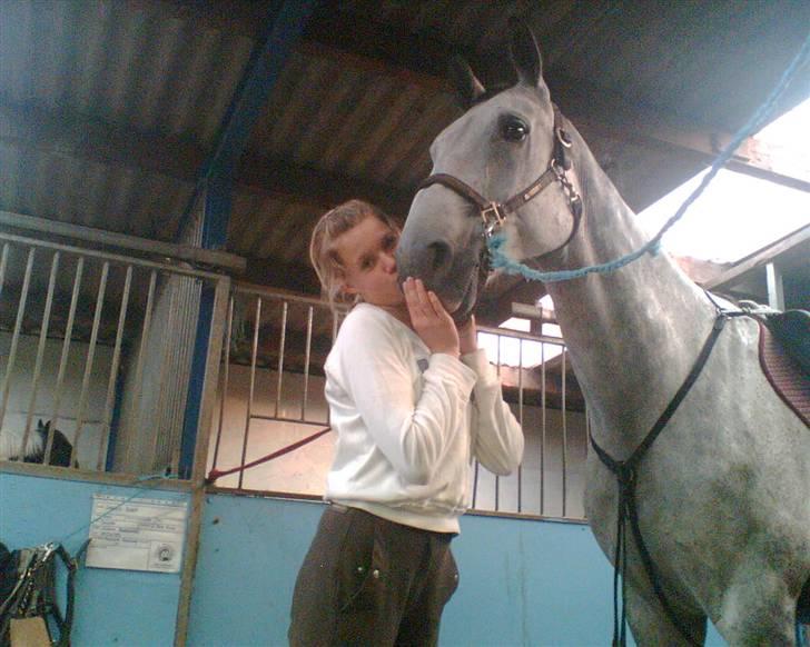 Belgisk varmblod Rapide "P" *r.i.p.* billede 4