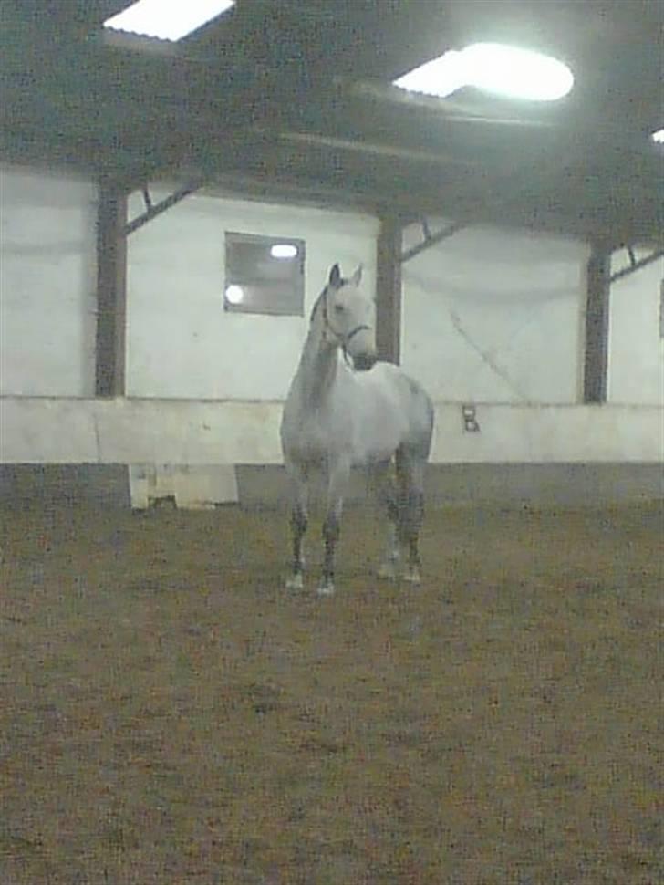 Belgisk varmblod Rapide "P" *r.i.p.* billede 5