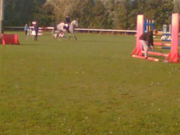 Belgisk varmblod Rapide "P" *r.i.p.* billede 6