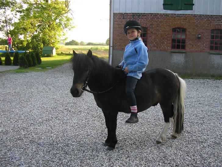 Shetlænder Daytripper - Mig og smukke Daytripper rider uden sadel. billede 2