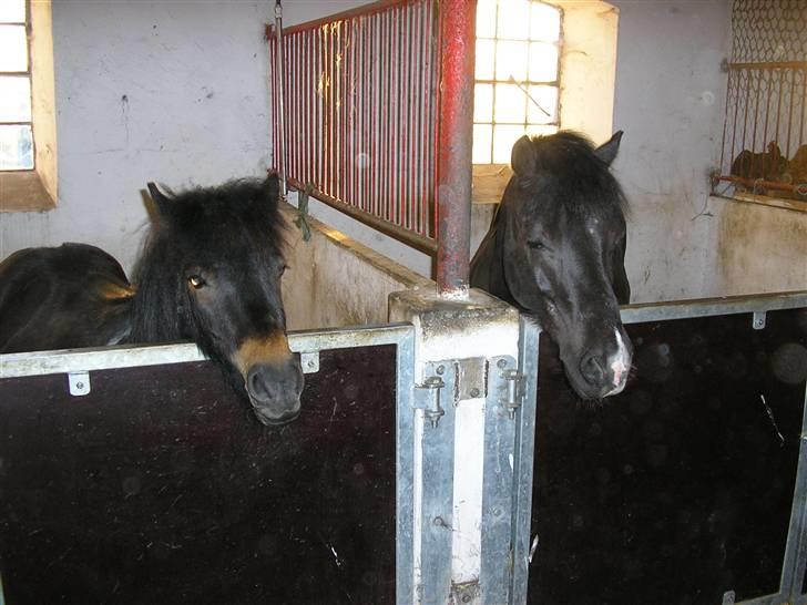 Shetlænder Daytripper - Smukke Beauty og lille smukke Daytripper. billede 3