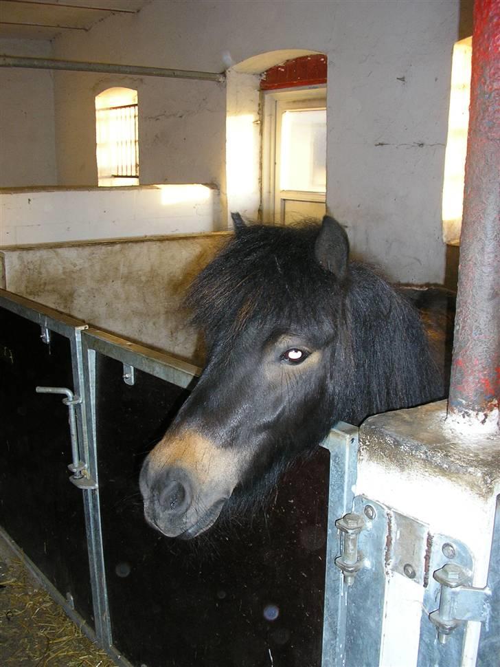 Shetlænder Daytripper - Daytrippers smukke hovede. billede 4