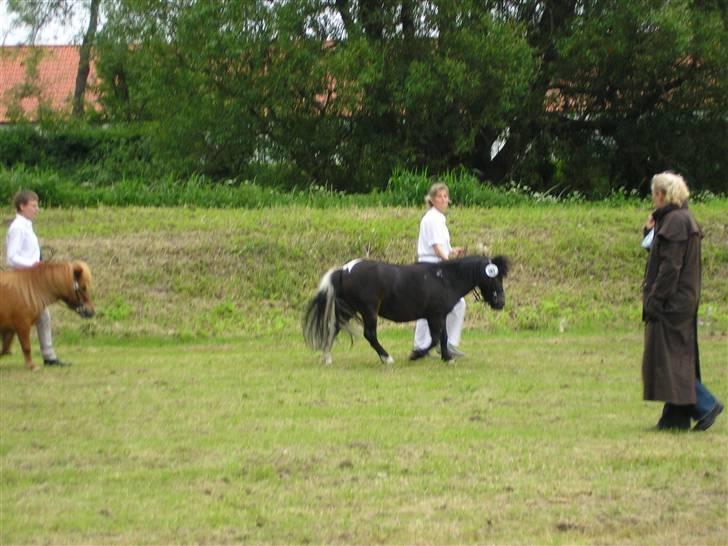 Shetlænder Daytripper - Min mor og smukke Daytripper til dyreskue i Aabenraa. billede 5