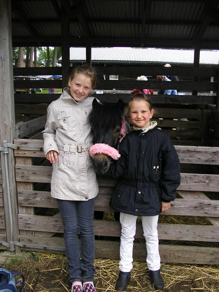 Shetlænder Daytripper - Min storesøster og mig og lille smukke Daytripper. billede 6