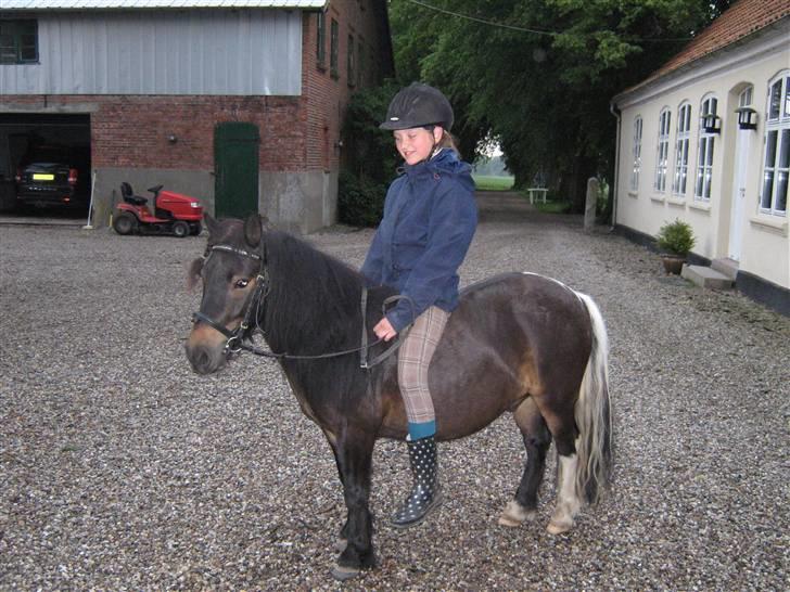 Shetlænder Daytripper - Mig og smukke Daytripper d. 11 Juni 2009 billede 7