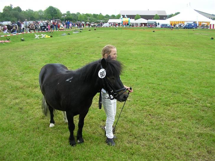 Shetlænder Daytripper - Mig smukke Daytripper på banen. billede 8