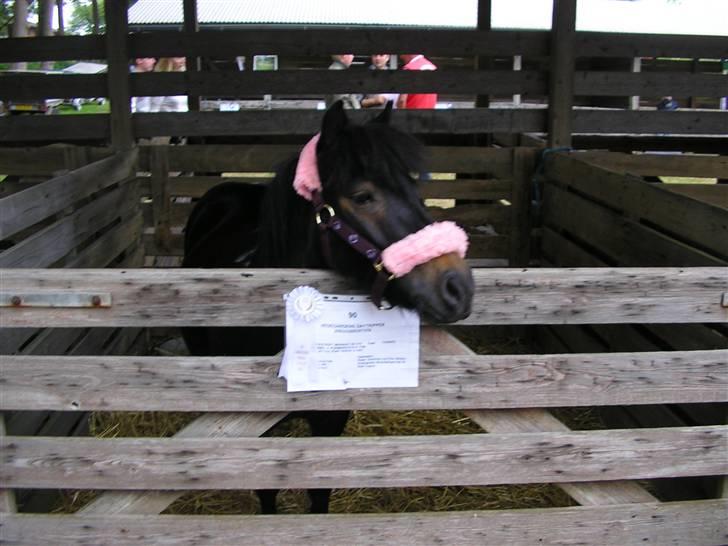 Shetlænder Daytripper - Smukke Daytripper i sin boks til dyreskue.  billede 9