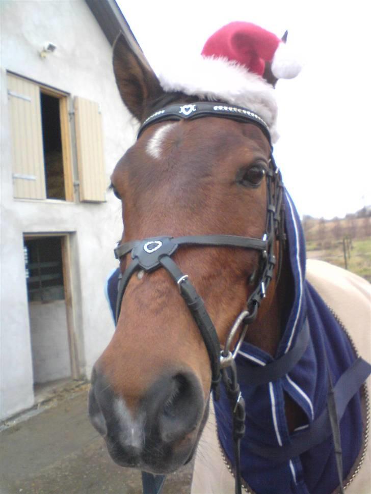 Hollandsk Sportspony Sjanoe - Solgt - R.I.P. :( - Min nisse-pony<33 billede 7