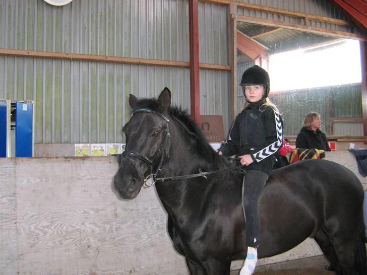 Belgisk Sportspony Lotus Royal SOLGT - tak for billedet rikke, han var så fin den dag! billede 13